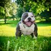 Pocket Bully Stud Service. Grand Champion Blood! 
