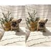 AKC French Bulldogs