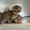 Scottish Fold kittens