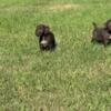 AKC German WireHaired Pointers Ready to Go A few females left