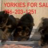 3 purebred Yorkie pups for sale 6 weeks old with vaccine and documentation