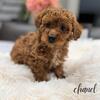 Mini poodle puppies