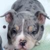 Exotic American merle pocket bully pup