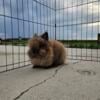 Lionhead Buck For Sale