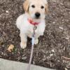 Golden Shepherd Puppy