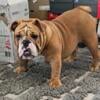 English Bulldog 11mth male