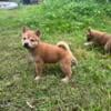 Beautiful shiba puppies $1500