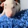 English bull terrier pups