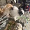 Rabbits