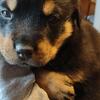 Rottweiler Puppies in Michigan 