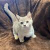 Minuet munchkin kittens for Sale