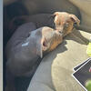 Female American Bully puppy