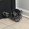 Chinchilla