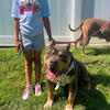 XL American bully