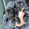 Female French bulldogs