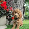 Mini Goldendoodles