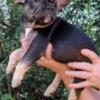 Claire AKC Female French Bulldog