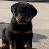 AKC Champion Bloodline Serbian Rottweiler Puppies