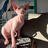 Sphynx and elf kittens