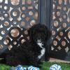 Oreo Handsome Black and white Male Poodle Puppy