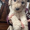 Goldendoodle puppies