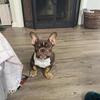 Exotic bully