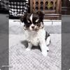  Apple Head Long Coat  Full AKC Female Chihuahua 