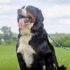 Bernese Mountain Dog For Adoption