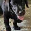 Black Labrador puppies 