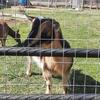 Beautiful Nigerian Dwarf doe