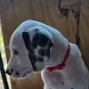 Dalmatian AKC