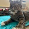 American shorthair 2yr m 