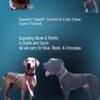 AKC Black F Great Dane pup
