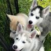Siberian Huskys puppies reduced 