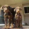 2 european doberman puppies for sale