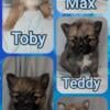 5 BOY PomChi puppies