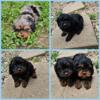 Cavapoo puppies looking for a home