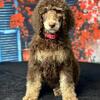 Standard Poodle Puppies