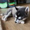 Alaskan Klee Kai Puppy sale