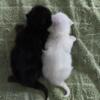 Super Cute Persian Kittens