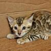 Gorgeous Bengal kitten "Deuce"