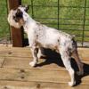 Liver Merle Parti Miniature Schnauzer