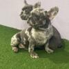 Female French Bulldog AKC