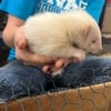 Albino Skunk