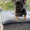 Blue and tan female French bulldog 3 months