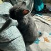 GORGEOUS BABY BUNNIES - ANGORA/JERSEY WOOLIES