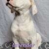 AKC LUA Dalmatian Puppies*REDUCED*