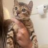Bengal kitten