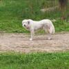 2 year old Female Great Pyrenees (not fixed)