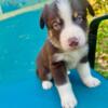 “Ausky” (Australian Shepard/Husky) Puppies